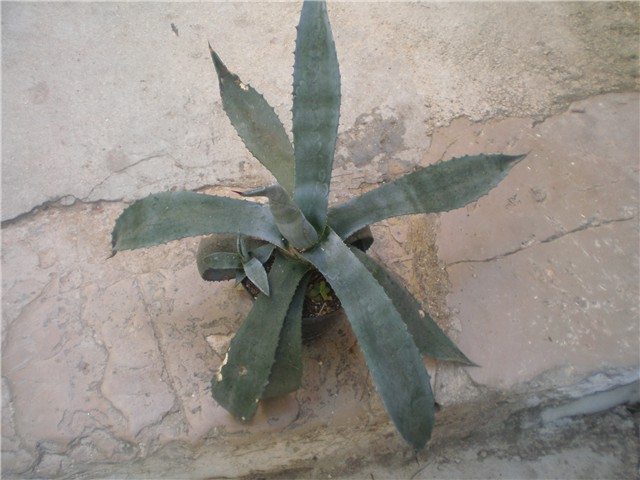 Agava americana